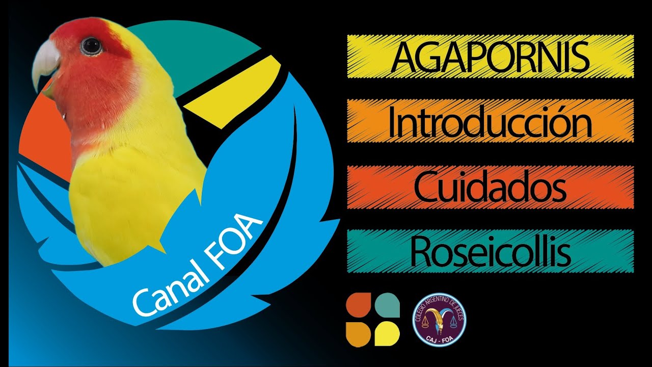 El mundo de las Agapornis: 1º Charla