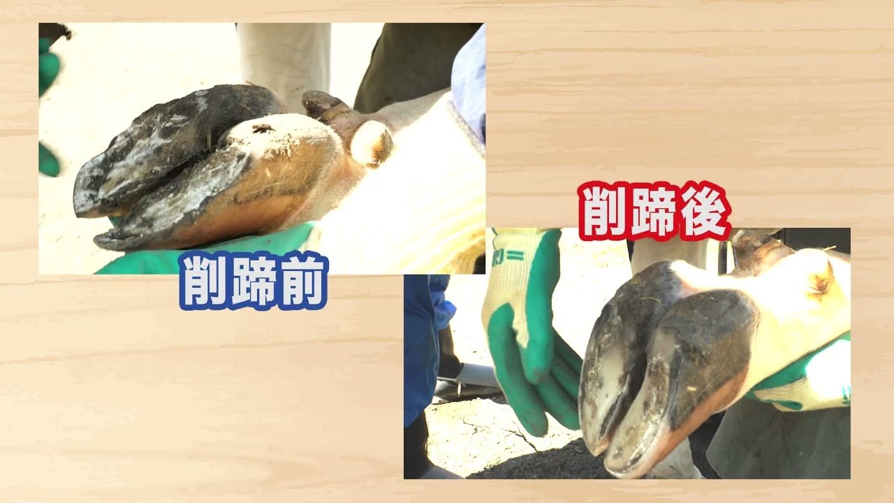 がんばる！畜産！7 牛の健康をアシ元から支える　牛削蹄師の世界　30分