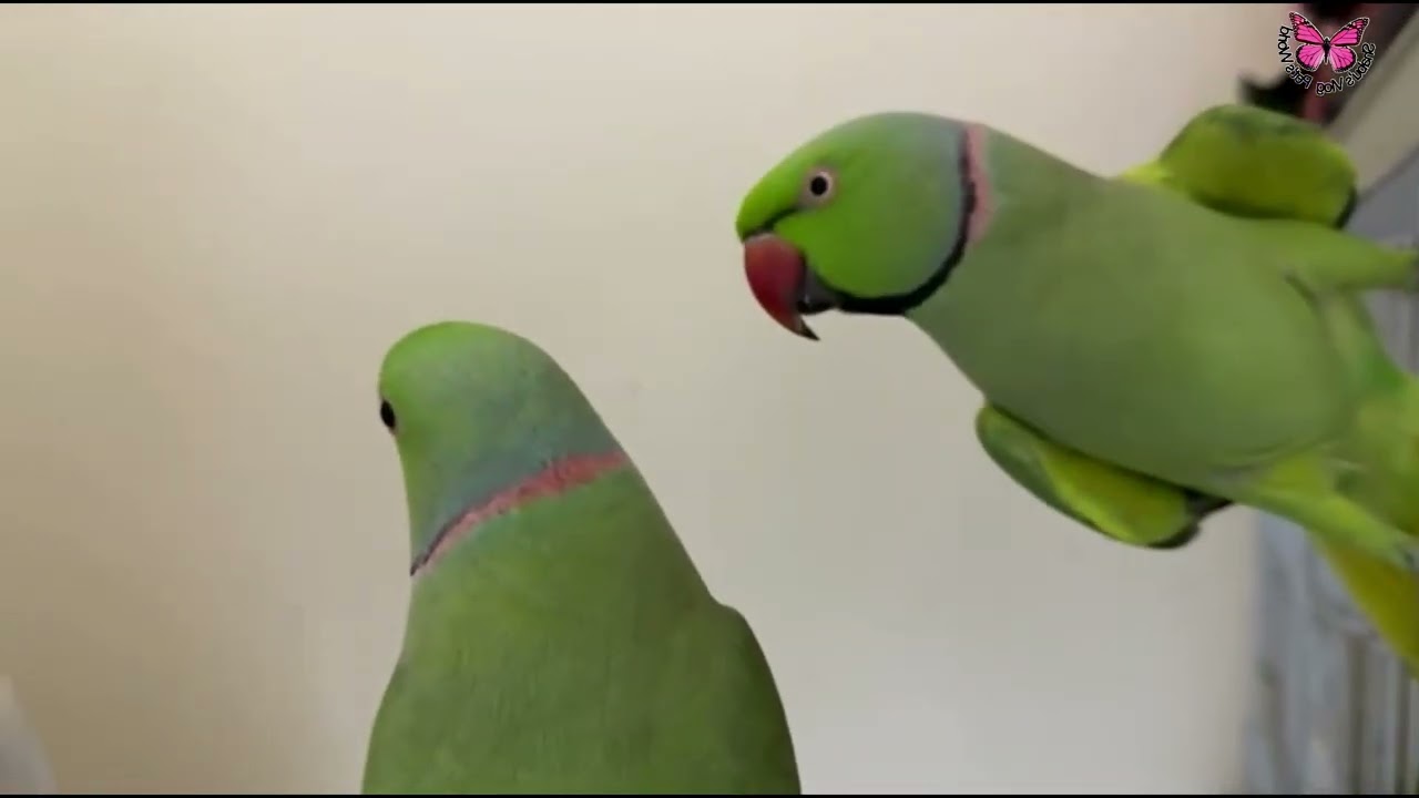 Talking Parrots #talkingparrots #indianringneck #trending #parrots 