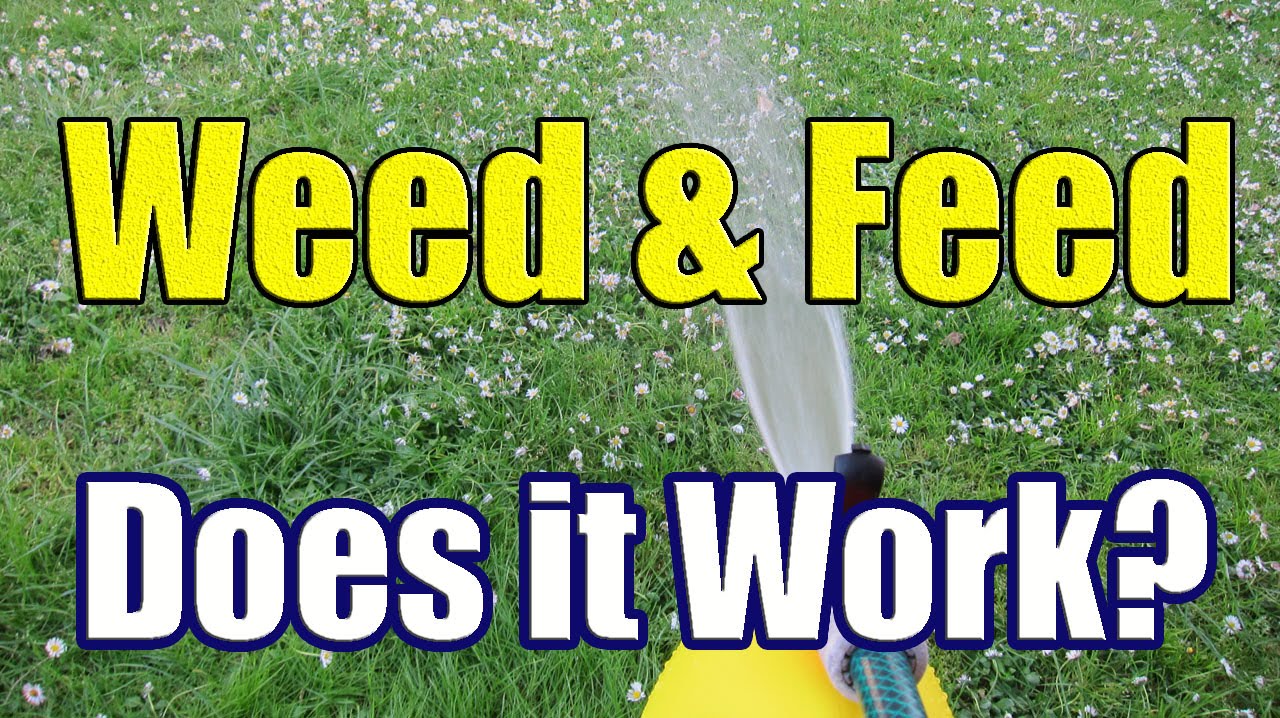 How to Apply Liquid Weed N Feed (The Results of Weed and Feed with DaznDi Properties)
