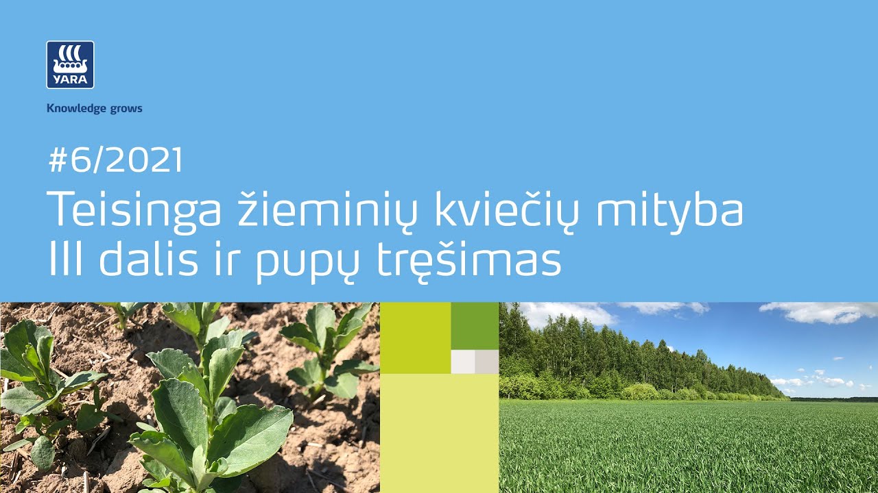 #6/2021 Teisinga žieminių kviečių mityba III dalis ir pupų tręšimas