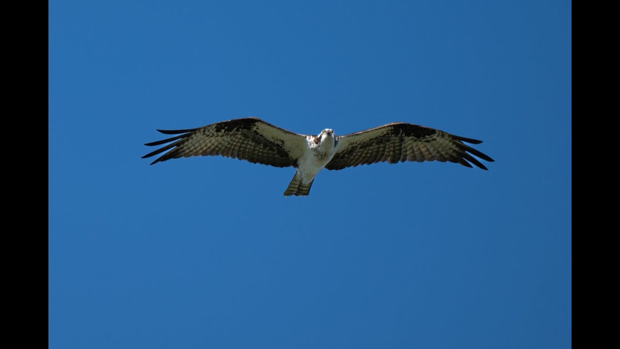 Birding at Carbon Canyon Regional Park