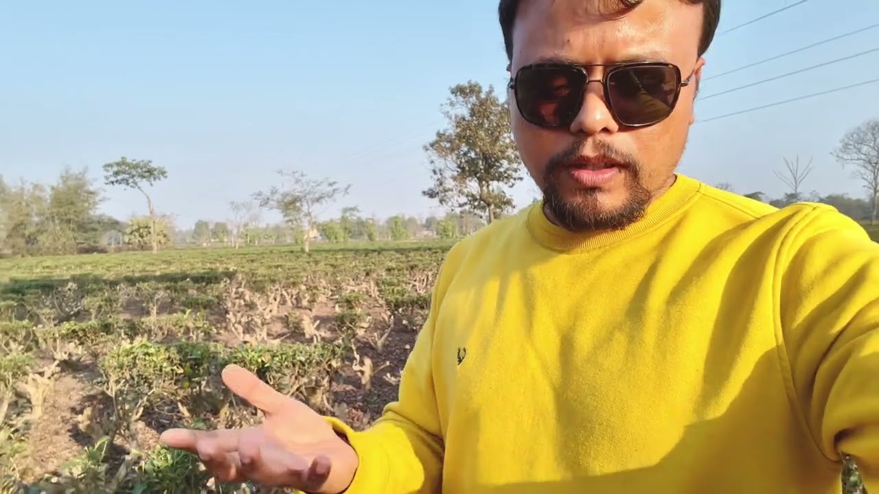 Discussion on Height Reduction Prune (HRP)/ Medium Prune (MP) in Tea: Part-I #tealover #tea #farming