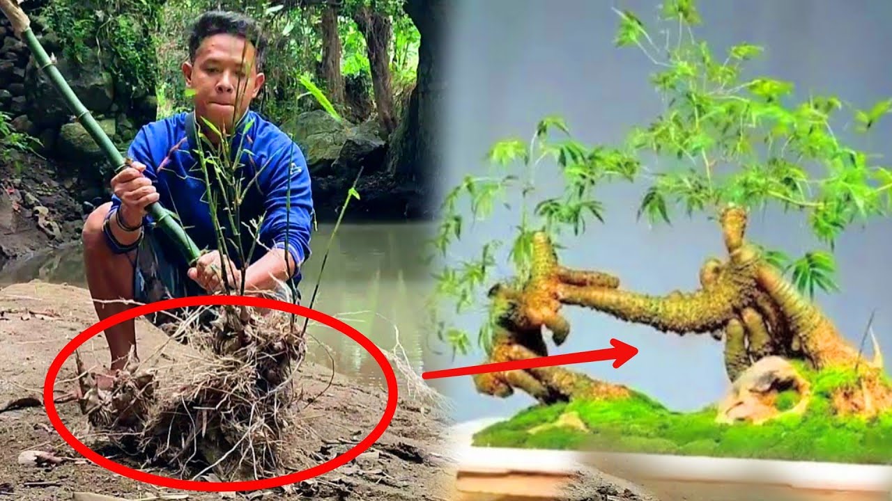 Nggak Perlu Dongkel !! Tips Mencari Bahan Bonsai Bambu Di Alam Liar / Bonggol Besar