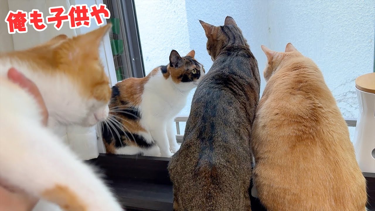 猫達が全員集合して近所の子供が泣いているのを観察していました