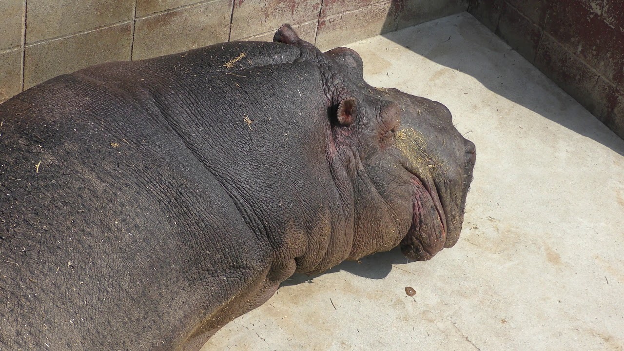 カバ の『カバゴン』 (しろとり動物園) 2019年3月1日