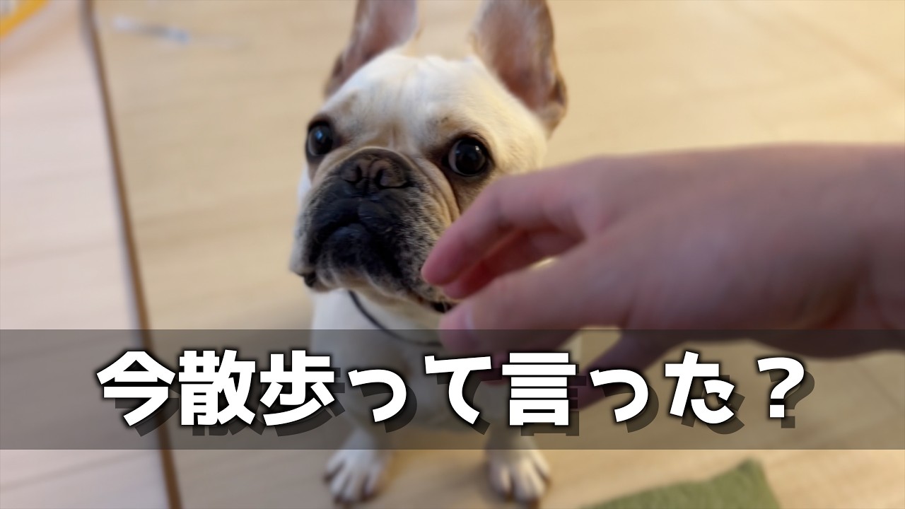 小声で「散歩行く？」って言ってみた。