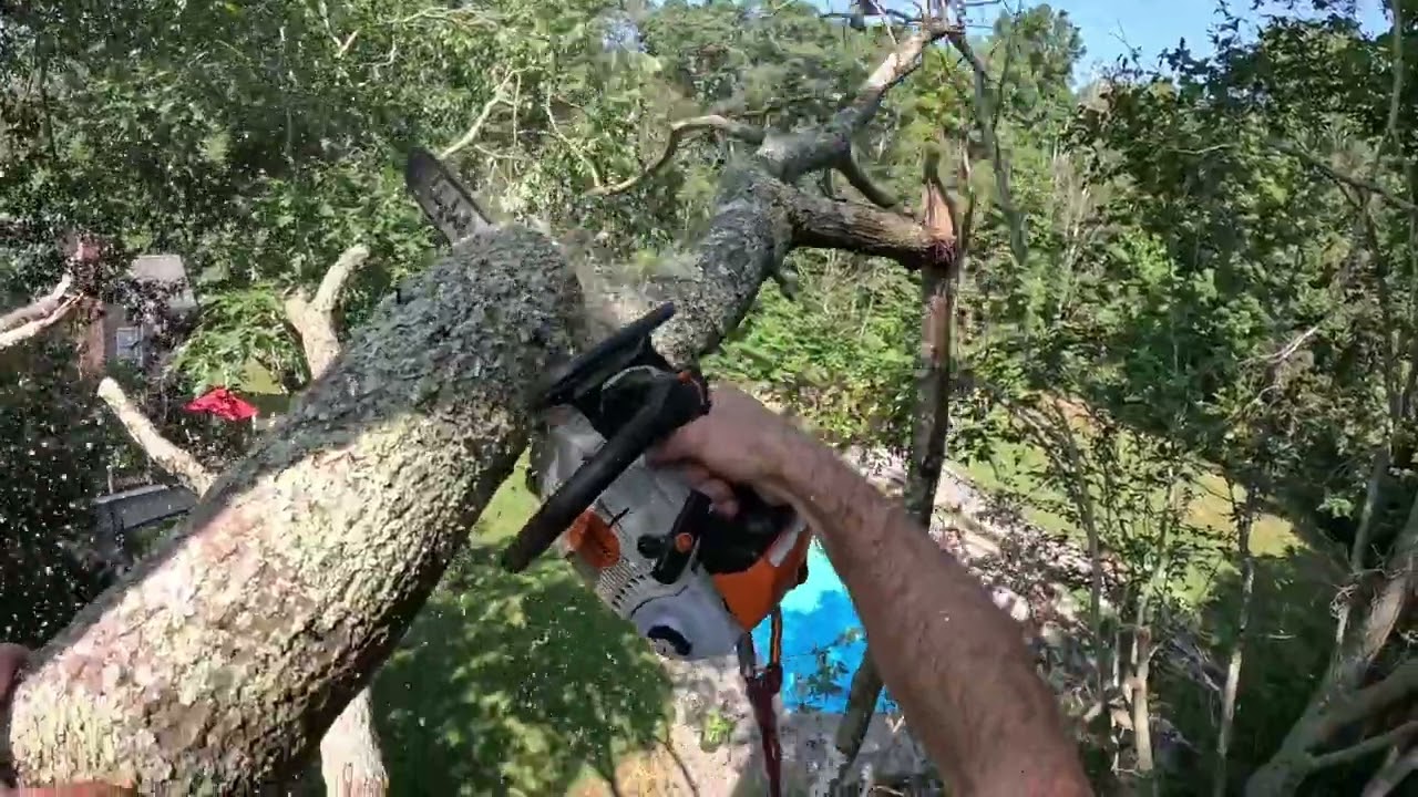 Sketchy uprooted tree, solo removal