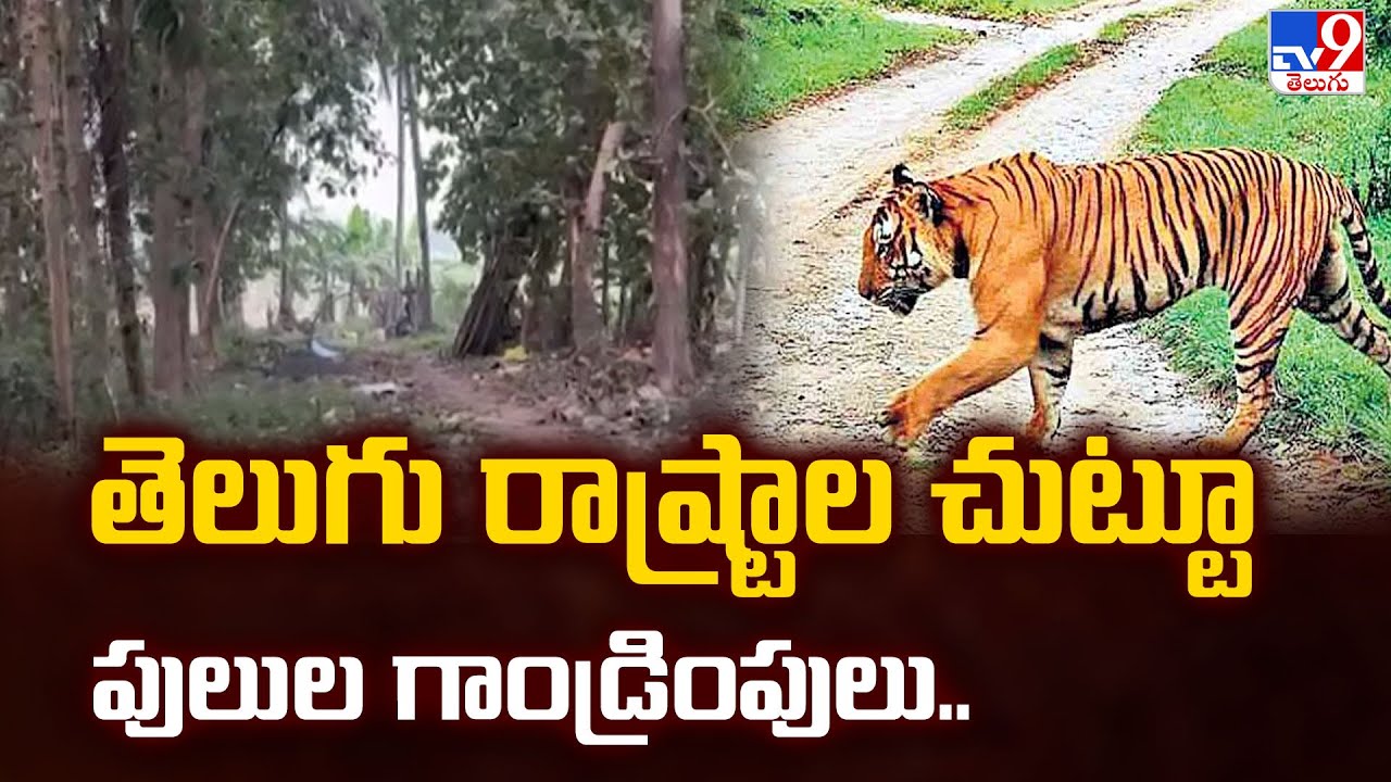 తెలుగు రాష్ట్రాల చుట్టూ పులుల గాండ్రింపులు.. - TV9