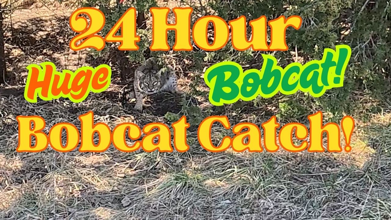 Ed's Best Trapped Bobcat #trapping #trap #bobcat #dryland #coyotetrapping #coyote #flagging