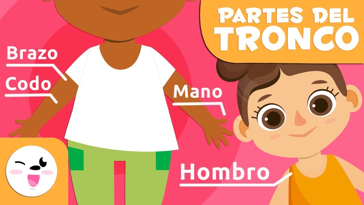 Las partes del cuerpo humano | El torso | Vocabulario para niños