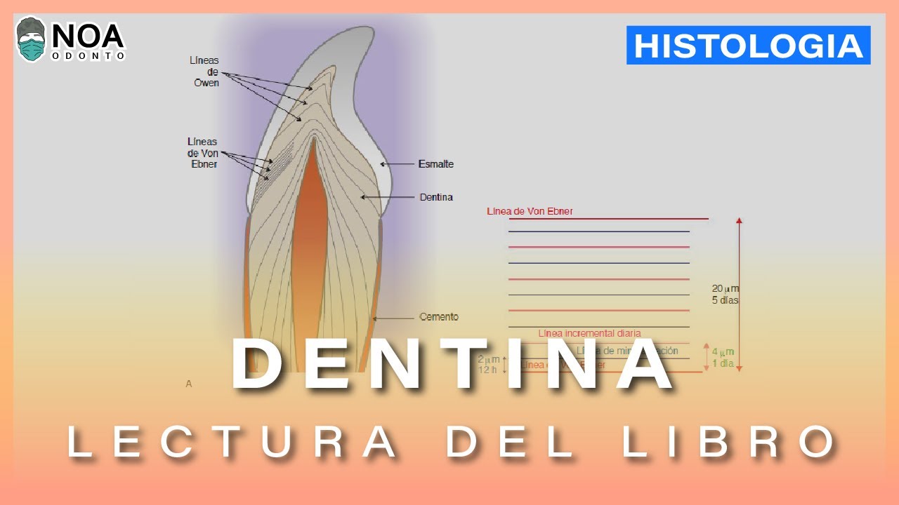 DENTINA HISTOLOGIA DENTAL