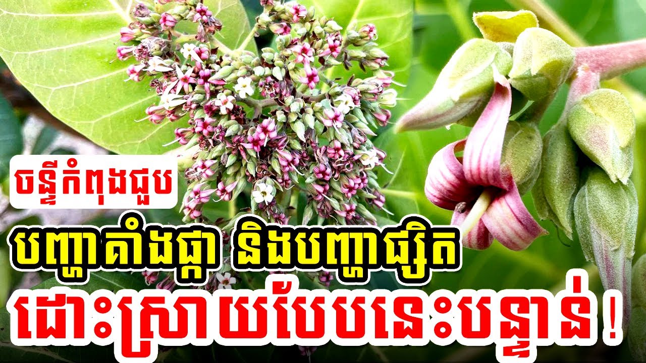ចន្ទីកំពុងមានបញ្ហាគាំងផ្កា និងបញ្ហាផ្សិតផ្ទុះឡើងខ្លាំង ដោះស្រាយបែបនេះបន្ទាន់! #satisfying #farming