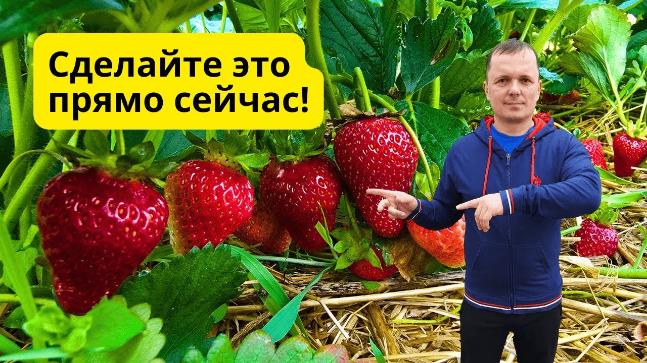 Первая ранневесенняя обработка клубники после зимы! Не опаздайте!18.03