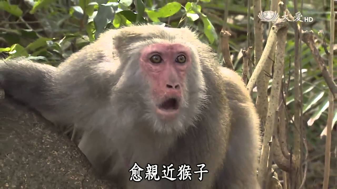 【呼叫妙博士】脾氣不好的猴子 - 飆車族