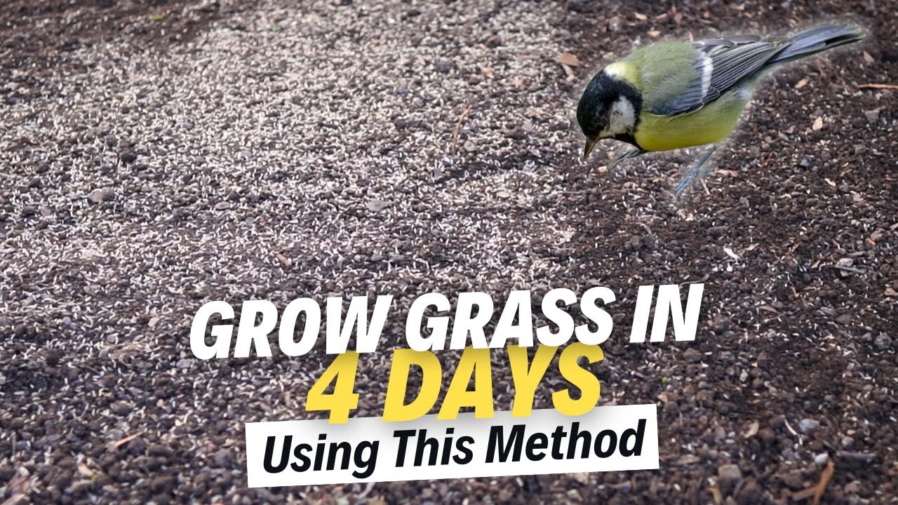 STOP Birds From Eating SEEDS!  Easy Soil Trick Boost Seed Germination