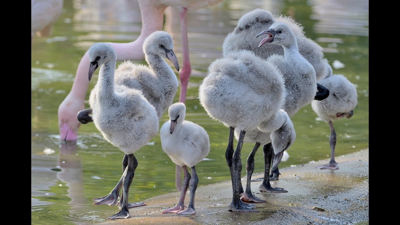 Flamingo-Kindergarten 2018 | Tiergarten Schönbrunn