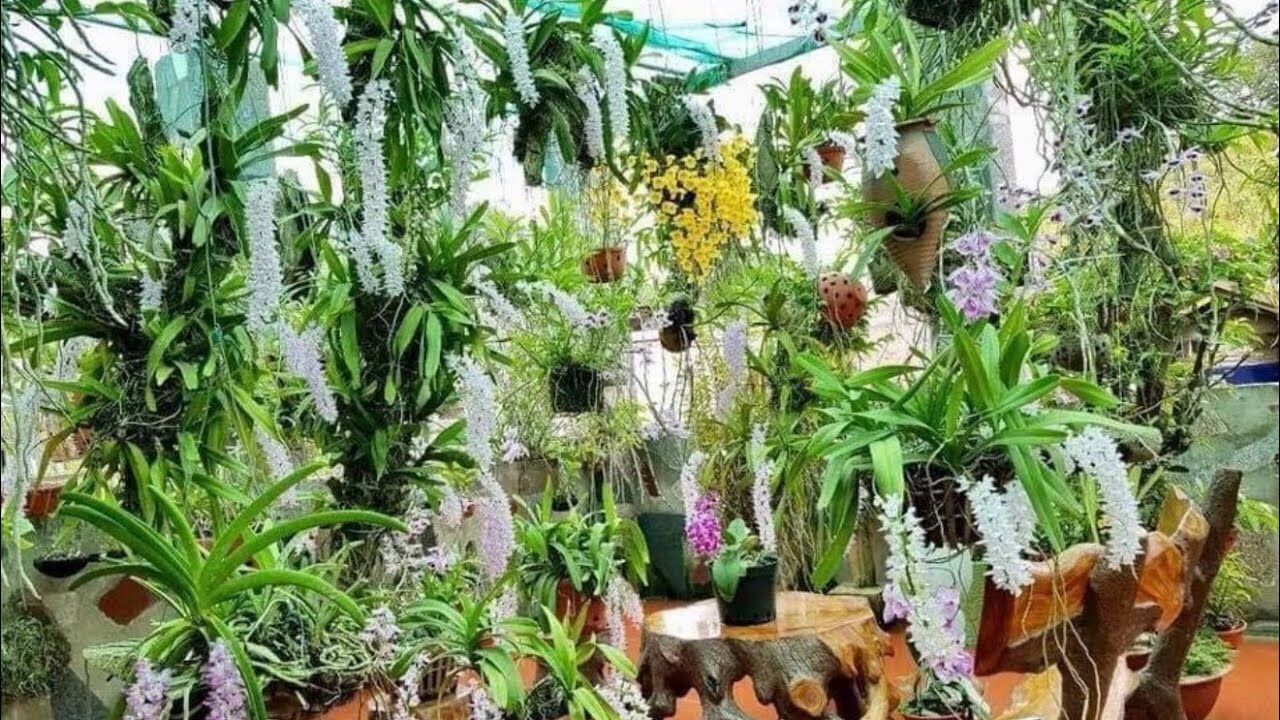 Lan rừng Bình Thuận LH 0363555539 Zalo ngày 16/3#lanrunggiare #tabthịnhhànhphonglanrừng 