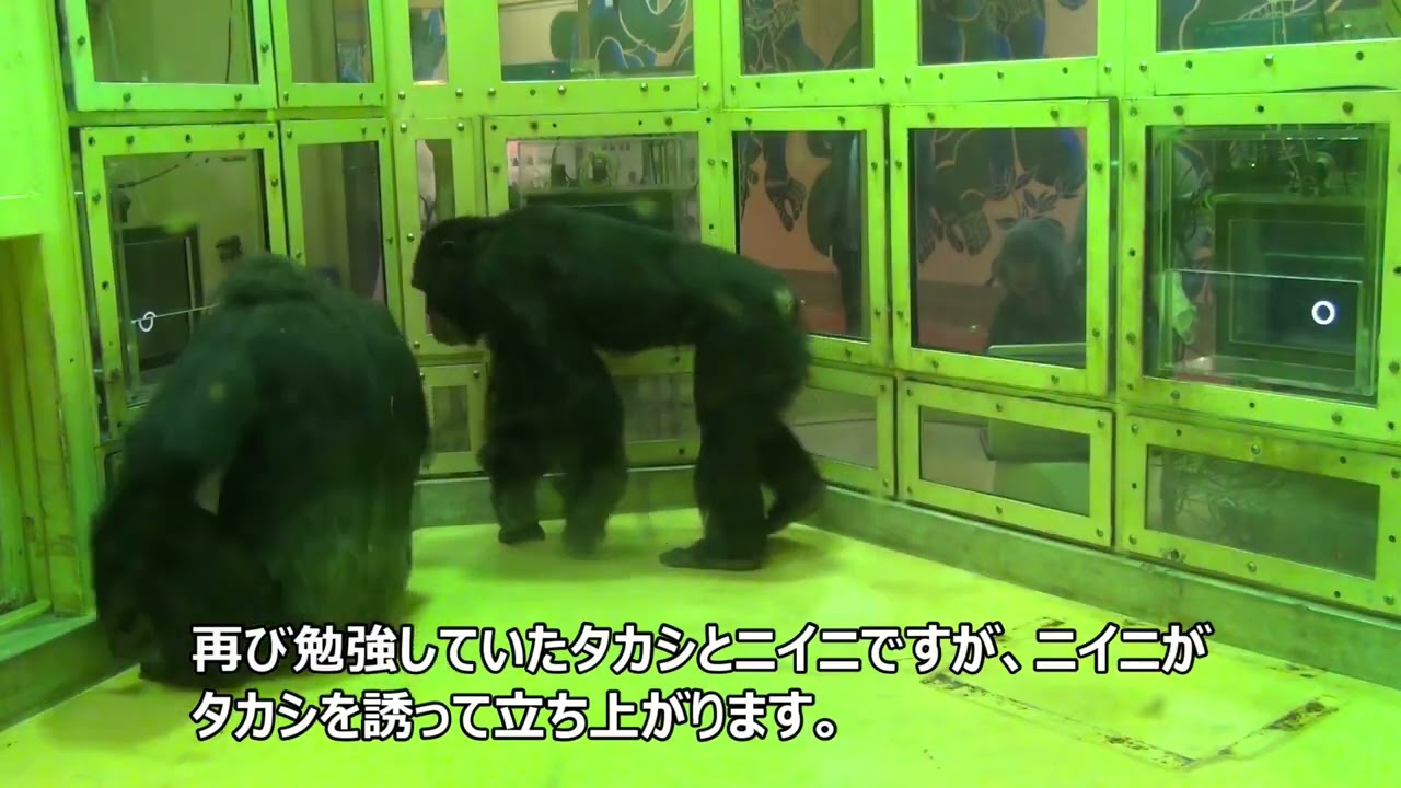 （チンパンジーのお勉強）落ち着かないニイニとつれないタカシ