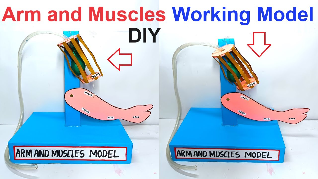 arms and muscles working model for science exhibition -  biology project - innovative | craftpiller