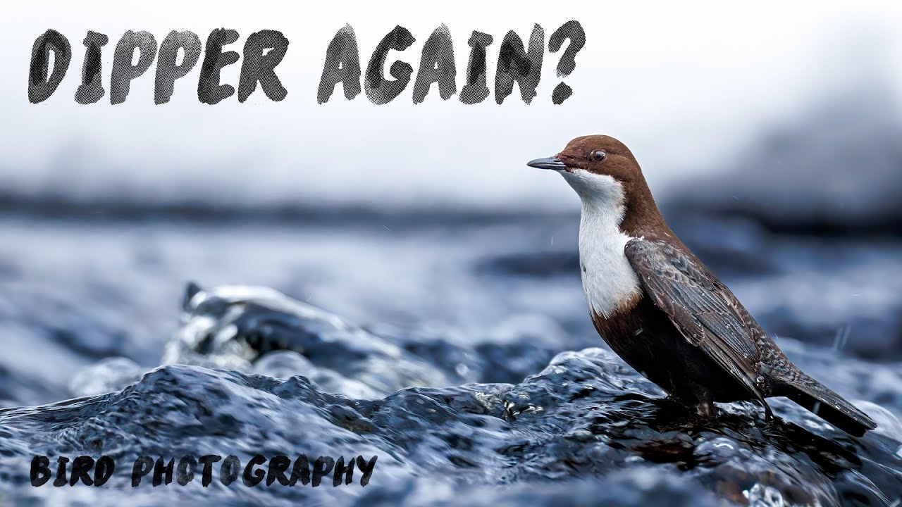Yet Another Dipper Vlog | Bird Photography with 400mm f/2.8 | Ep 56 MP