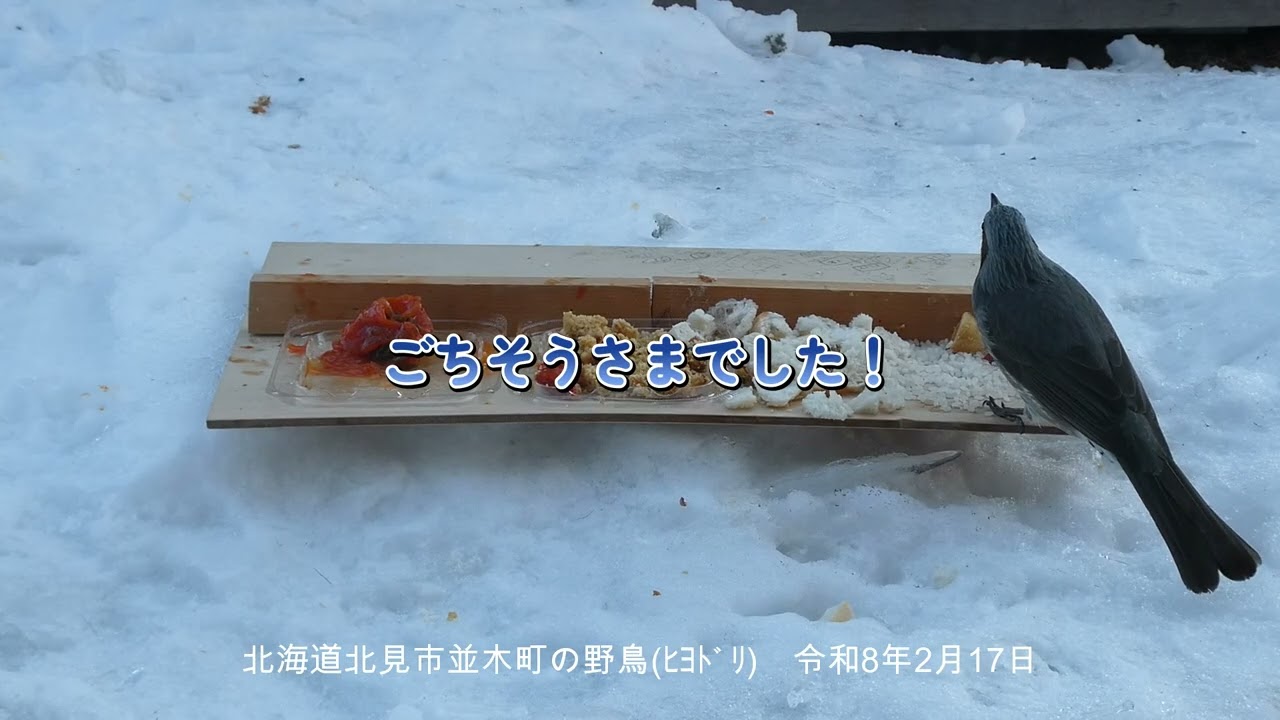 山本８９歳・北見市並木町の野鳥　令和８年２月１７日