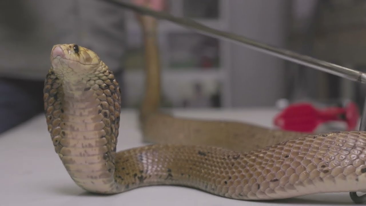 Most Venomous Snakes of Gauteng Part 1