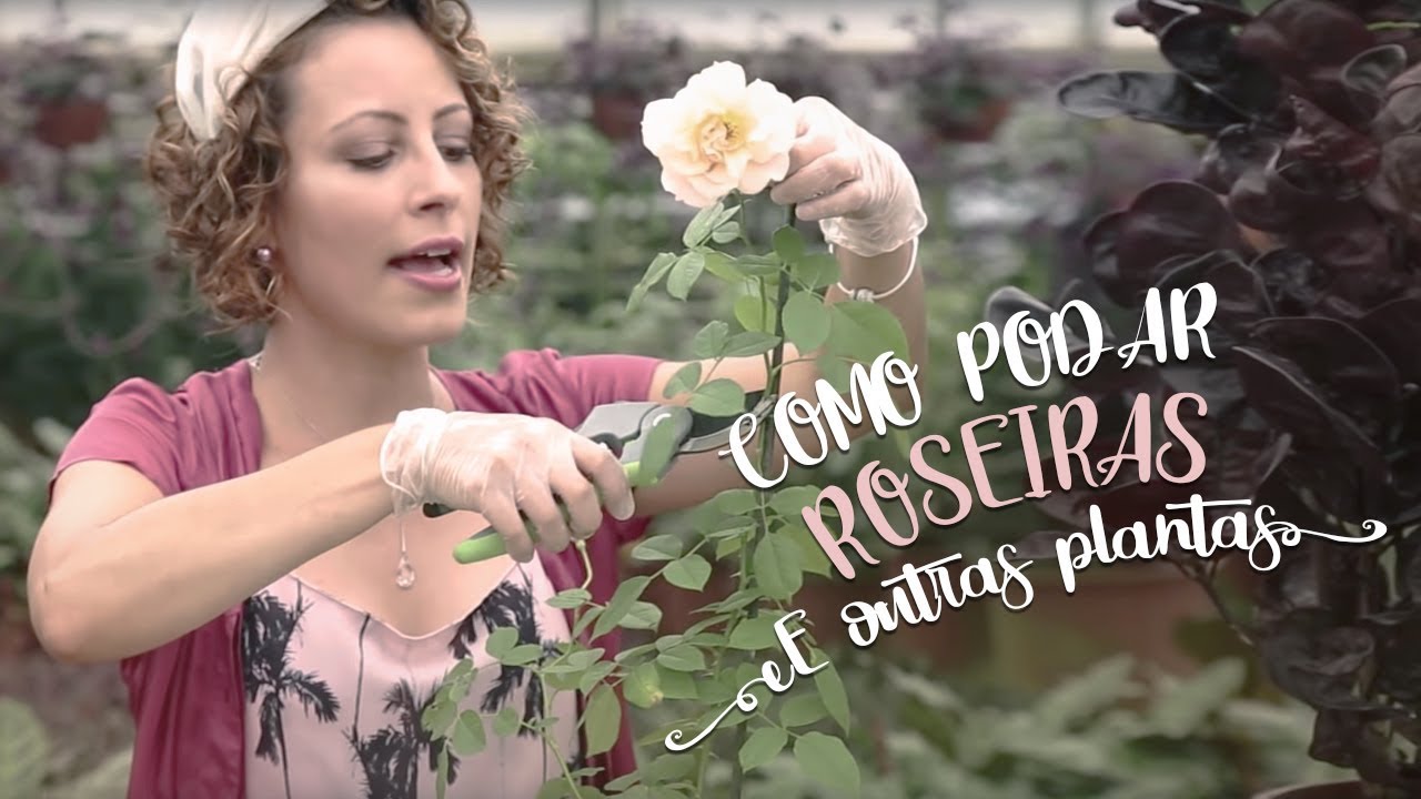 Manual rápido de como podar roseiras e outras plantas