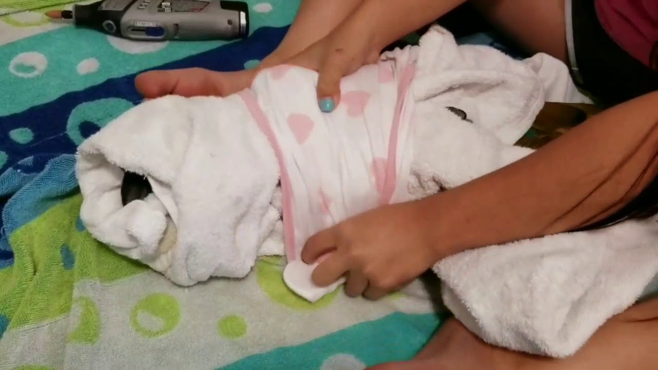 Nico Gets a Beak and Nail Trim