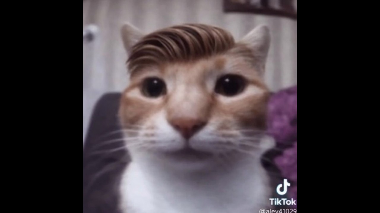 [ColdRP] GötMafia Out😼