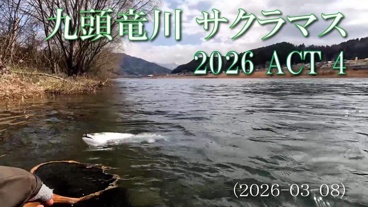 九頭竜川サクラマス 2026 ACT 4 2026-03-08