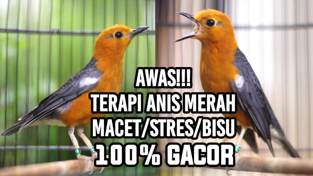 PANCINGAN ANIS MERAH PUTAR 10 DETIK ANIS MERAH YANG DENGAR AKAN LANGSUNG NGEPLONG DAN IKUT GACOR