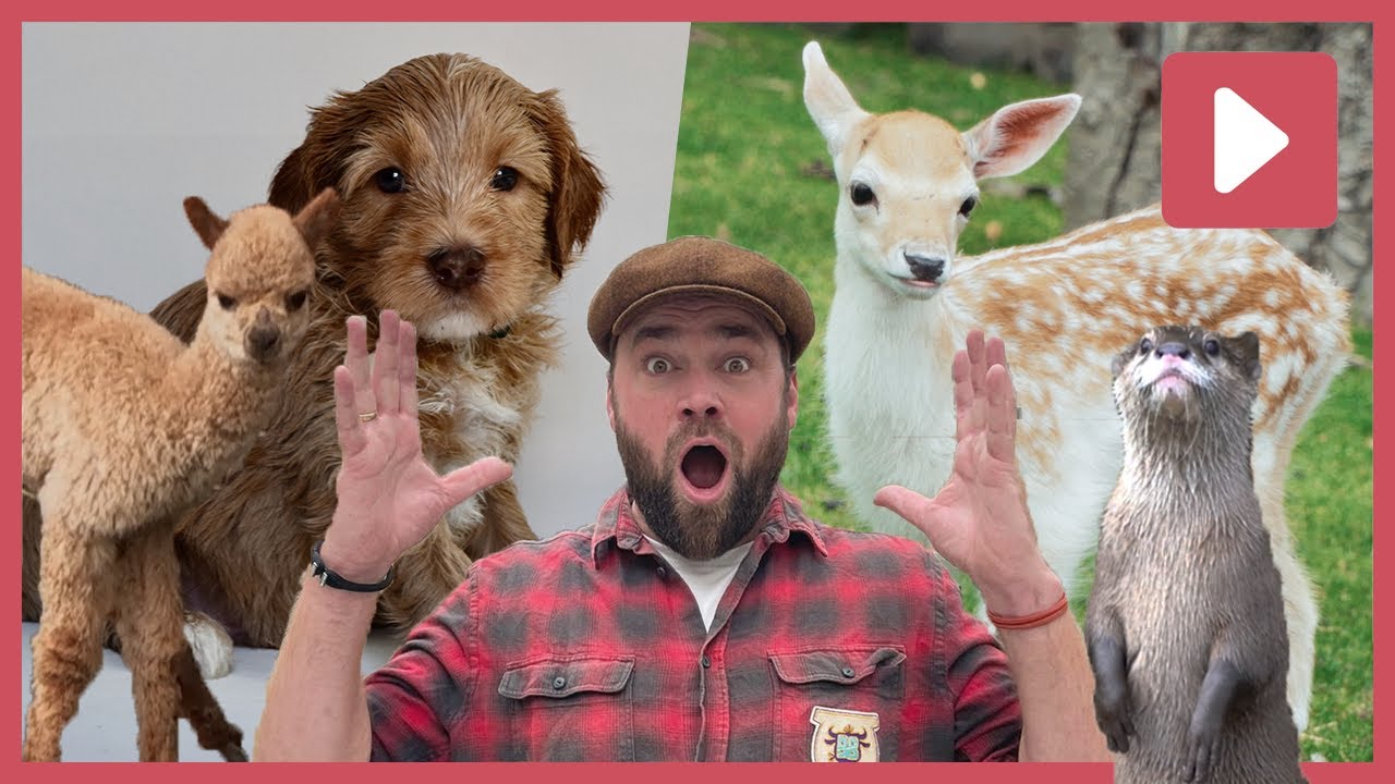 BABY DIERENFILMPJES | Beestenbrigade | NPO Zappelin