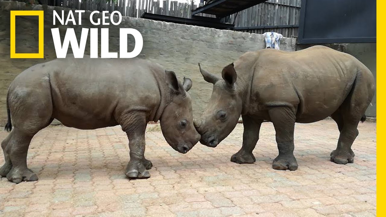 Orphaned By Poachers, a Baby Rhino Makes a New Friend | Nat Geo Wild