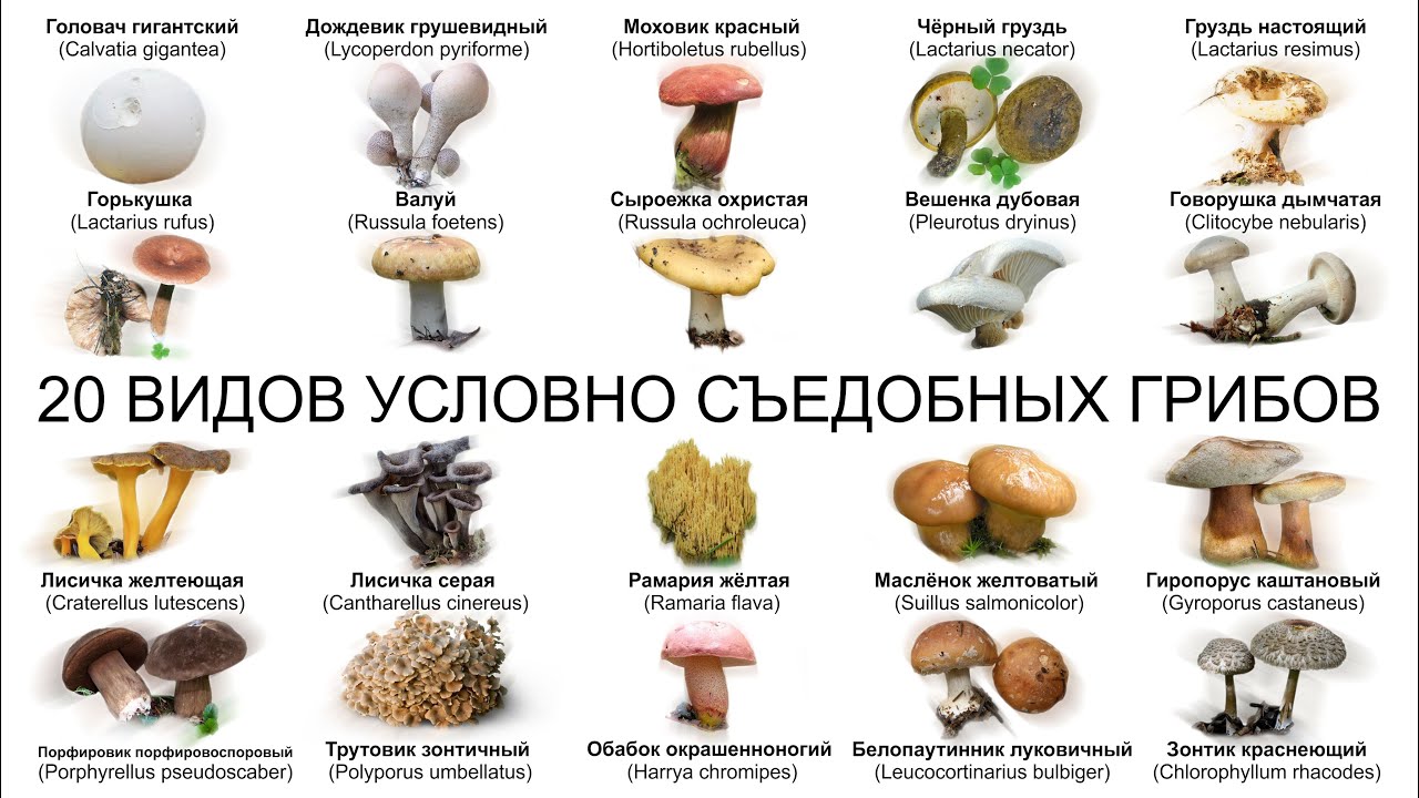 20 ВИДОВ УСЛОВНО СЪЕДОБНЫХ ГРИБОВ