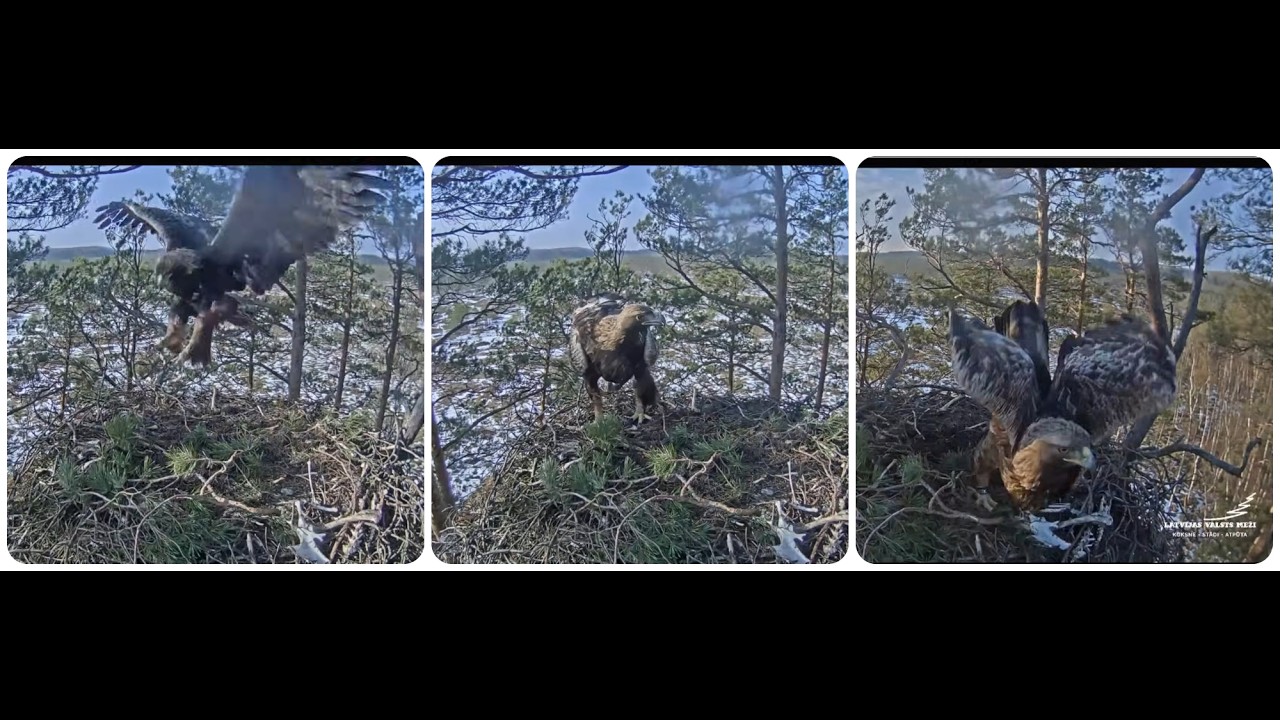 Aizņemta diena Spilves ligzdā / A busy day at the Spilve's nest LVM Klinšu ērglis - Golden Eagle