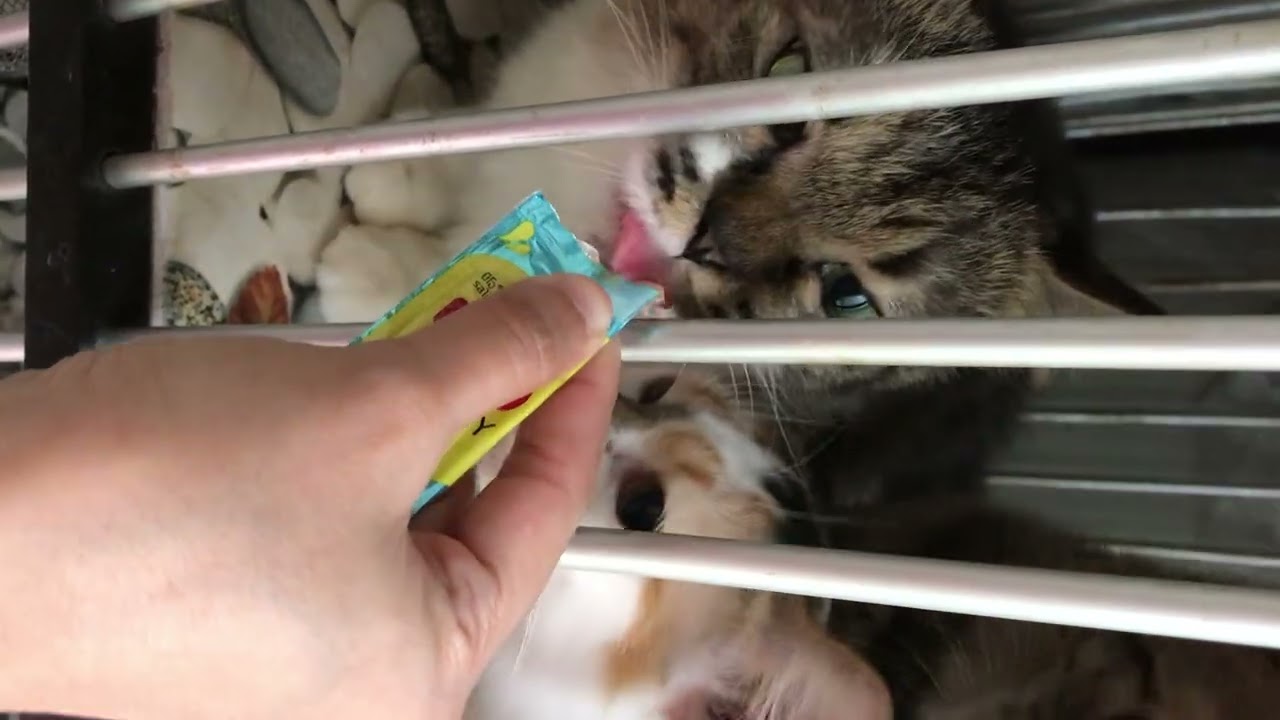 snack time #cat #catvideos #animals #indonesia #fyp 