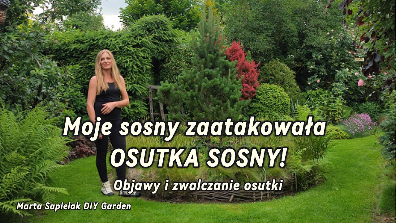 Moje sosny zaatakowała OSUTKA SOSNY! Ojawy i zwalczanie osutki.