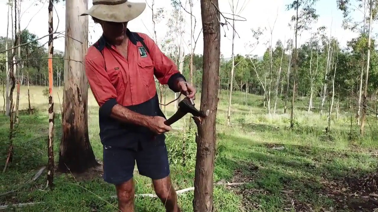 Chemical Thinning in a Native Forest