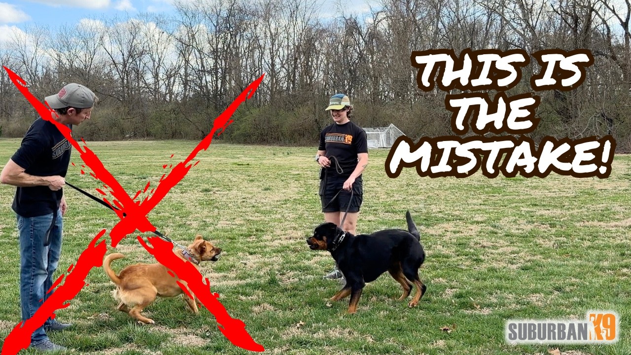Stop Doing THIS With Reactive Dogs!
