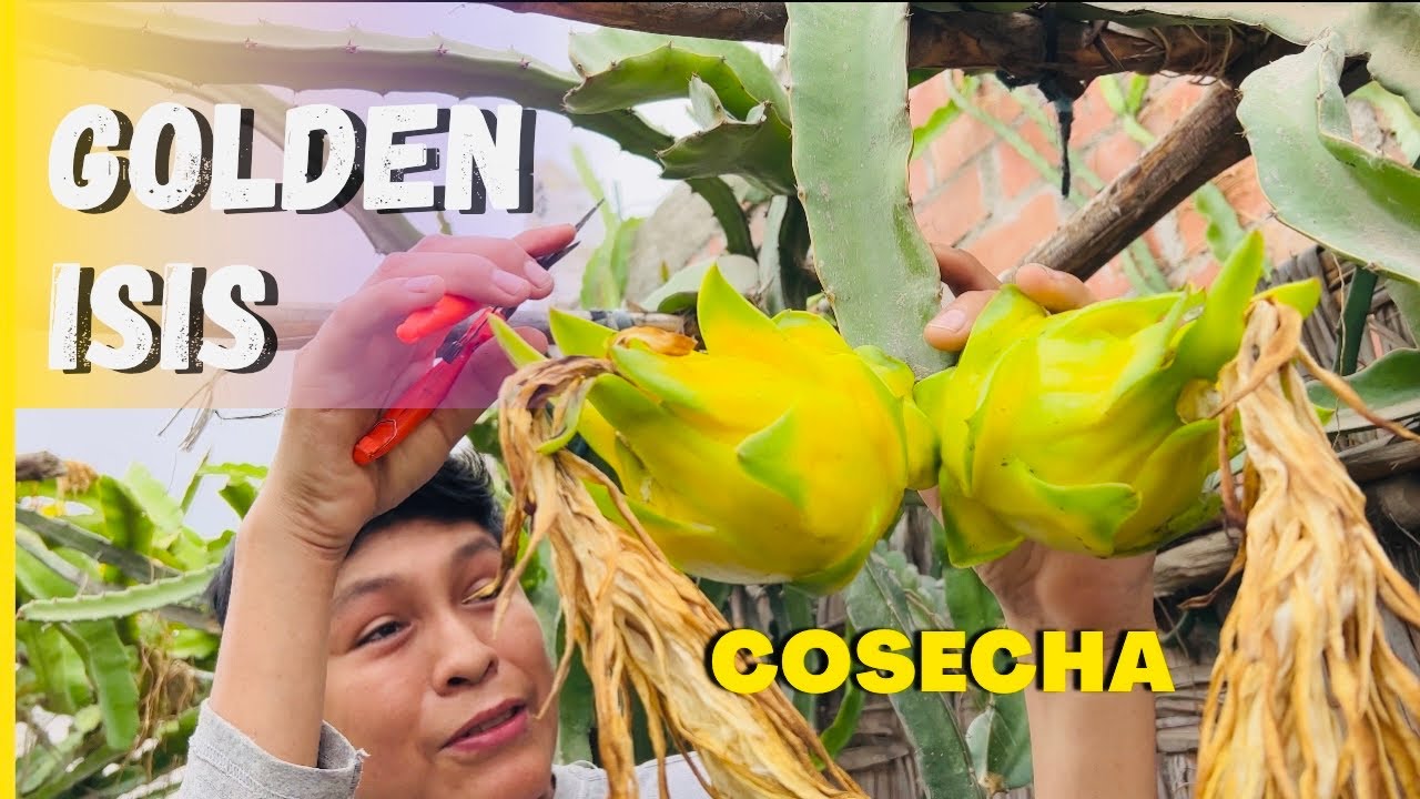 Mi papá me espero para cosechar las Golden Isis Australiana PITASAYAN 💚