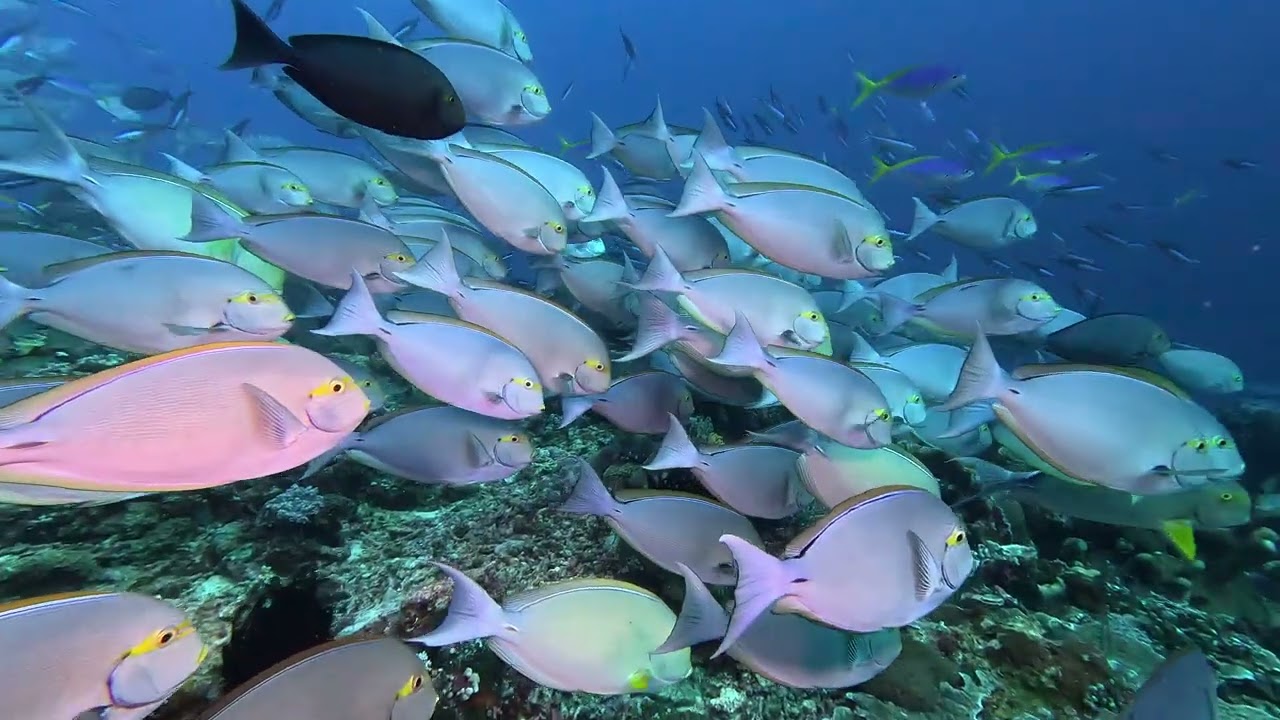 Diving around Komodo Island - Indonesia 2025 #diving #komodo #indonesia #underwater