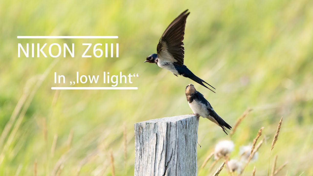 Z6 III - In 
