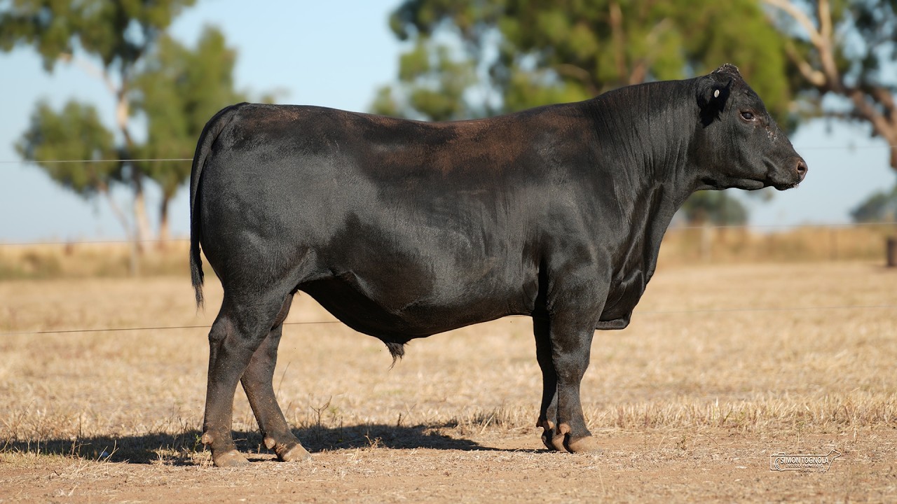 Lot 2 Andes Angus