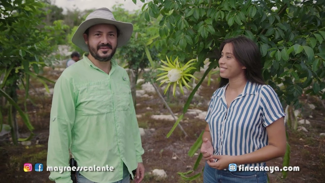 Pitahayas exóticas en Yucatán 🐉🐲#Frutadeldragón #pitahaya #agronomía