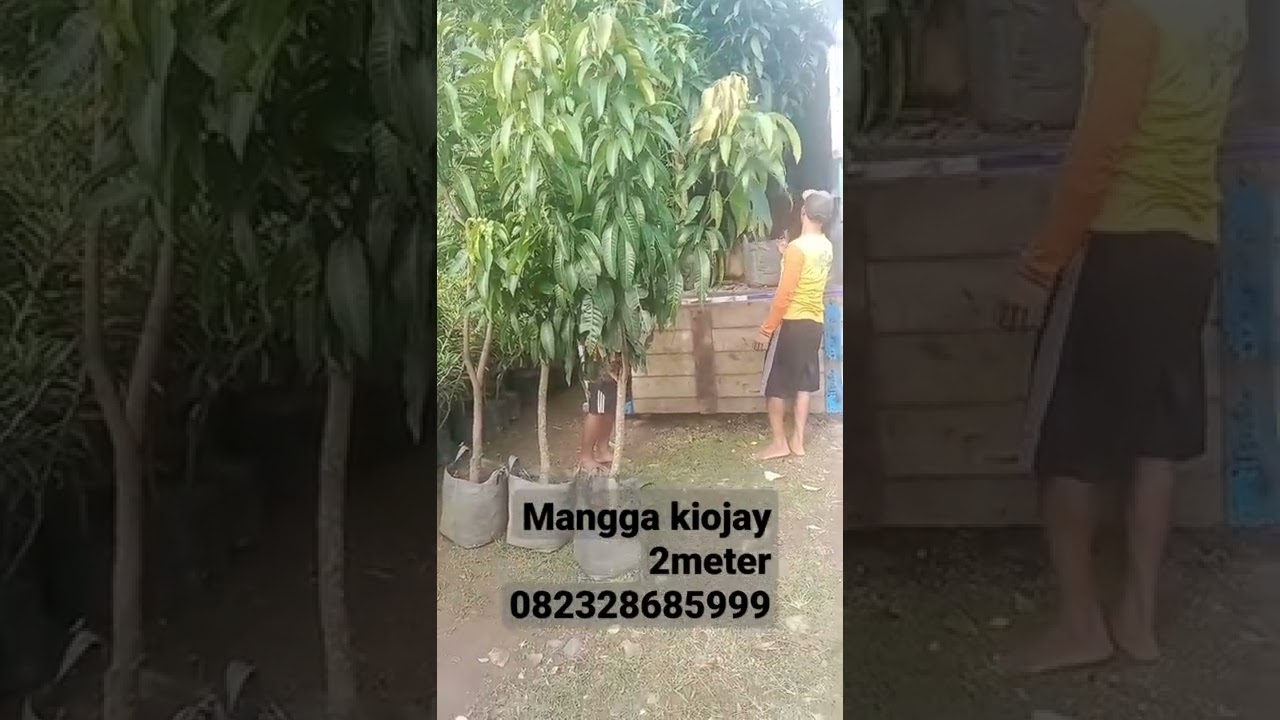 Manga kiojay 2meter