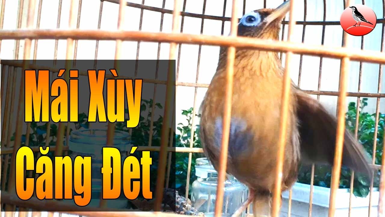 Họa mi mái xùy siêu hay chuyên kích thúc trống mộc bổi nhanh thuần mau hót 2026