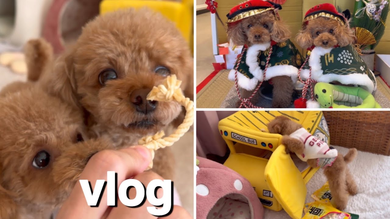 愛犬そらとくうにサプライズプレゼント／初めて行くHOT DOG TOWN