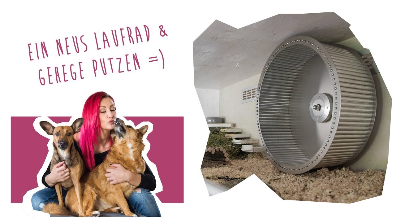 Ein neues Laufrad & Gehege putzen =)