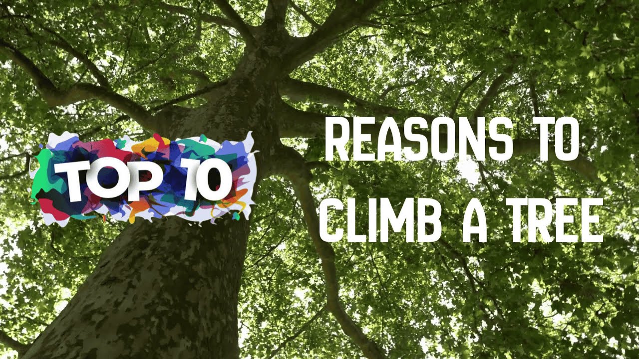 10 Reasons To Climb Trees.  Inspiration!